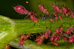 Uroleucon nigrotuberculatum