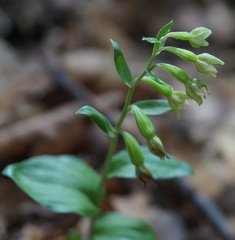 Epipactis persica
