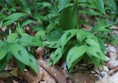 Ruscus hypoglossum