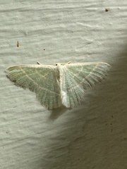 Chlorochlamys triangularis