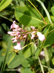 Apocynum venetum
