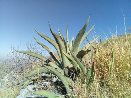 Agave asperrima