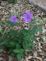 Ruellia occidentalis
