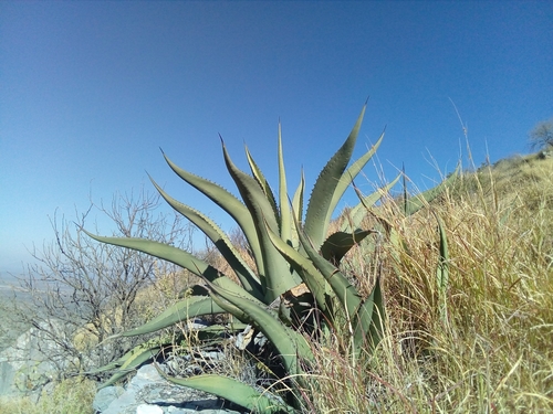 Agave asperrima