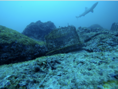 Carcharhinus galapagensis