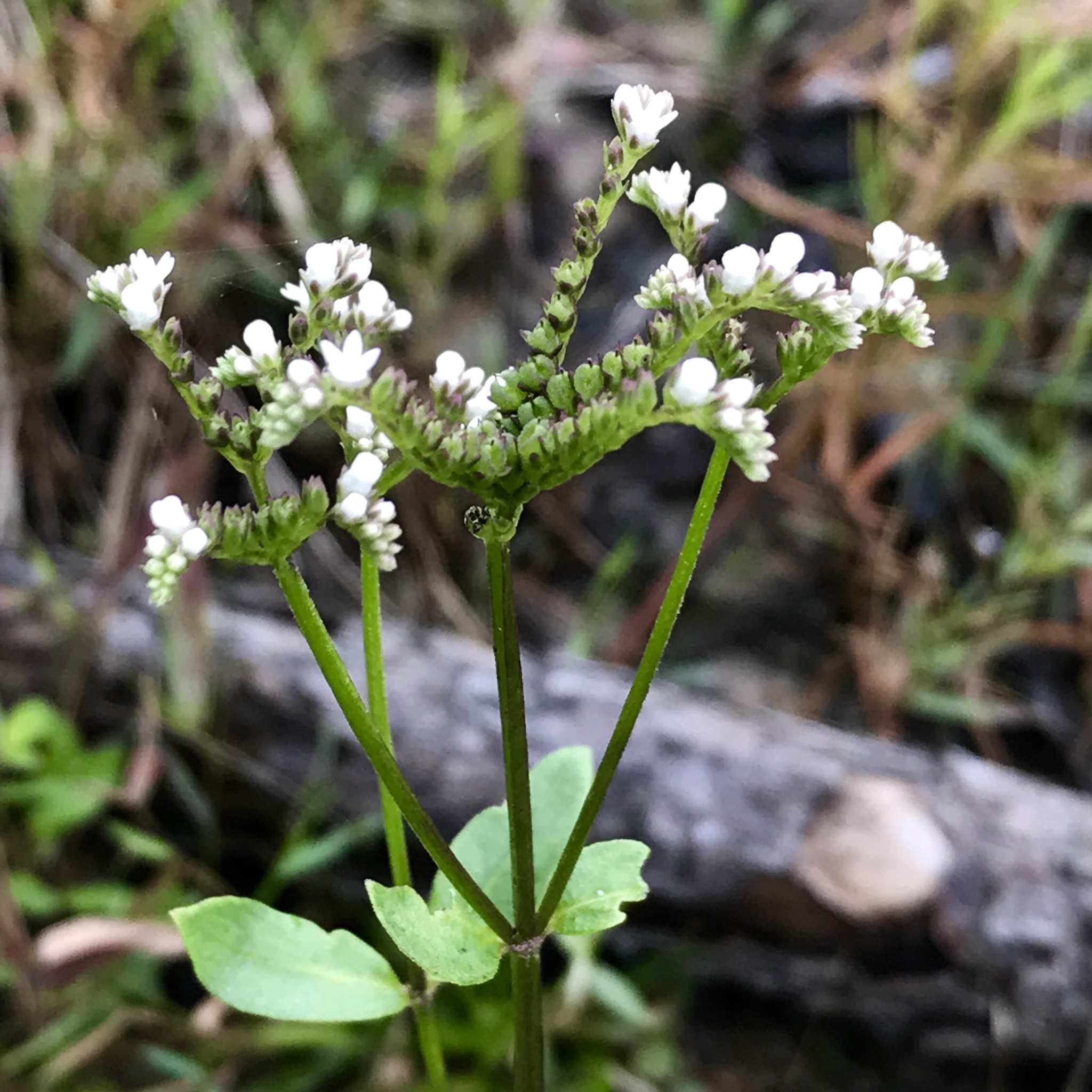 Mitreola