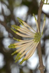 Dendrophthoe falcata