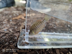 Lepomis peltastes