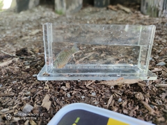 Lepomis peltastes