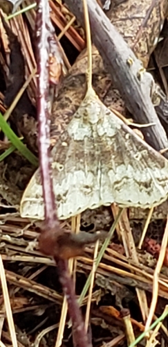 Discolored Renia Moth photo 6