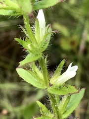Gratiola pilosa