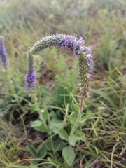 Veronica porphyriana
