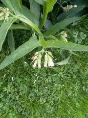 Symphytum tuberosum