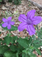 Ruellia occidentalis