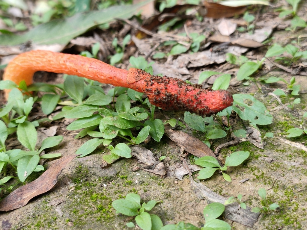 Satyrus rugulosus · July 2020 · photo: © zhangshen (iNaturalist, cc-by)