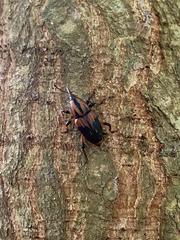 Metamasius sericeus