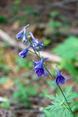 Delphinium barbeyi