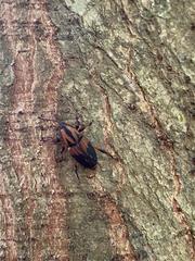 Metamasius sericeus