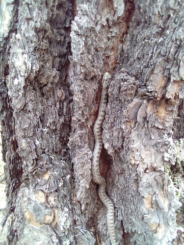 Twin-spotted Rattlesnake