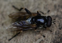 Chalcosyrphus