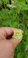 Jaltomata procumbens