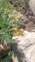 Astragalus bolanderi