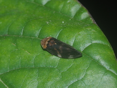 Ptyelinellus praefractus