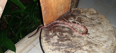 Siphlophis compressus