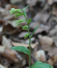 Epipactis persica