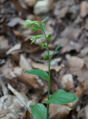 Epipactis persica