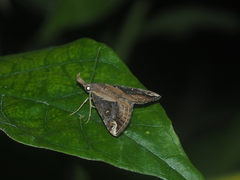 Hypena abjectalis