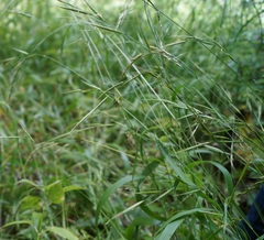 Lolium giganteum