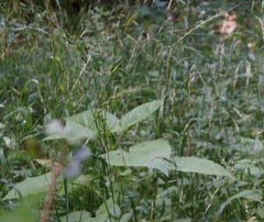 Lolium giganteum