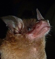 Trinycteris nicefori