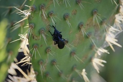 Cactophagus spinolae validus