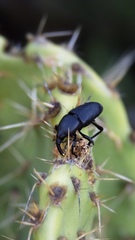 Cactophagus spinolae validus