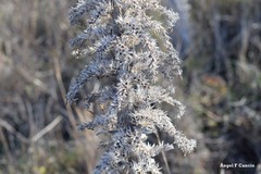 Echium boissieri
