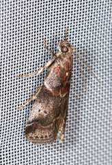 Acrobasis suavella