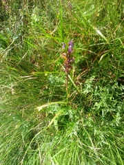 Dactylorhiza incarnata