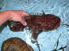 Hemitripterus americanus