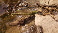 Arigomphus villosipes