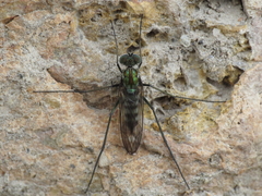 Liancalus virens