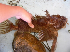 Hemitripterus americanus