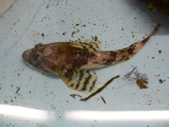 Myoxocephalus octodecemspinosus