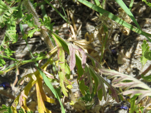 Image of Glandularia delticola by (c) Alexis López Hernández, some rights reserved (CC BY)
