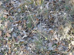 Bituminaria bituminosa