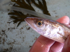 Merluccius bilinearis