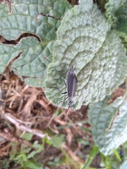 Epicauta curvicornis