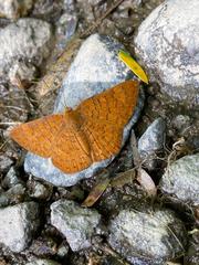 Emesis vulpina
