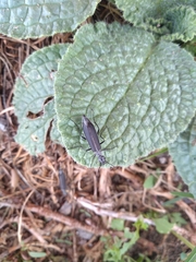 Epicauta curvicornis